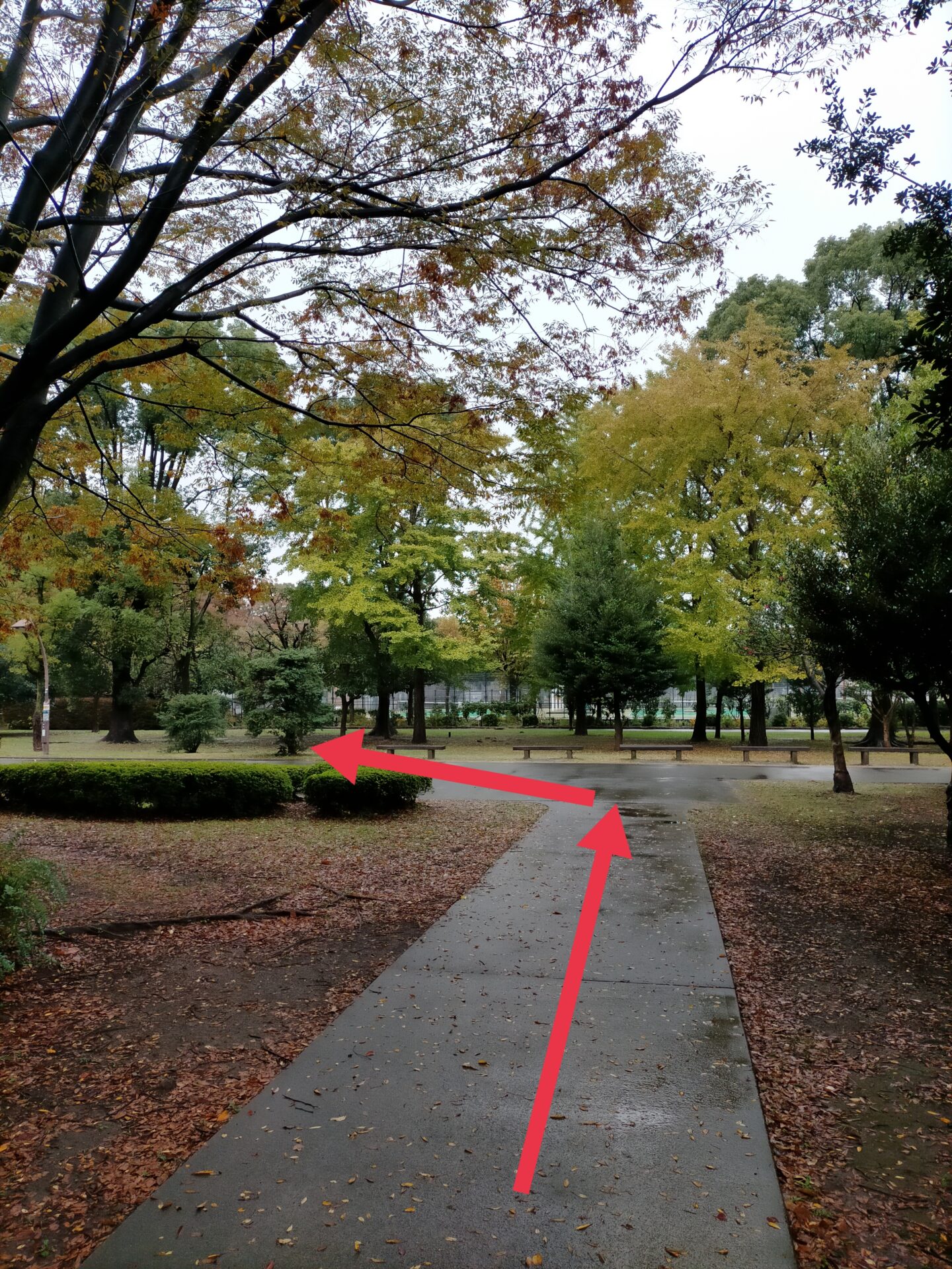 光が丘公園テニスコートへのアクセス・料金【壁打ち練習場も紹介】 | 都営テニスコートアクセス